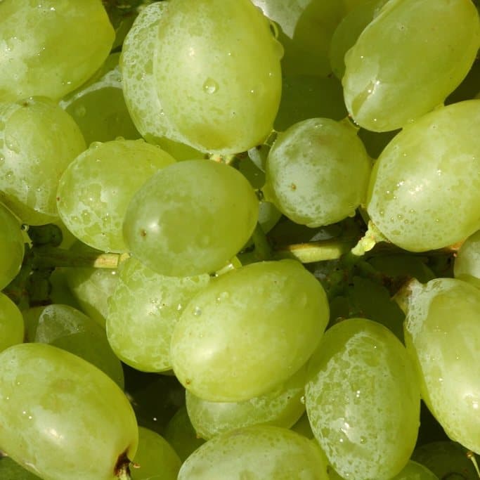 Green Seedless Grapes