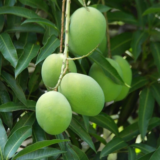 Totapuri Mango